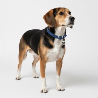 Collar de Cuero Perro/Gato Azul