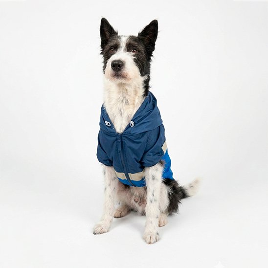 Chaqueta Mascota Azul