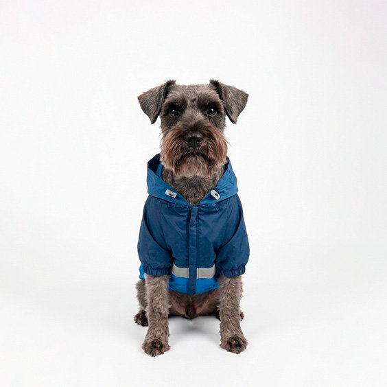 Chaqueta Mascota Azul - Imagen 3