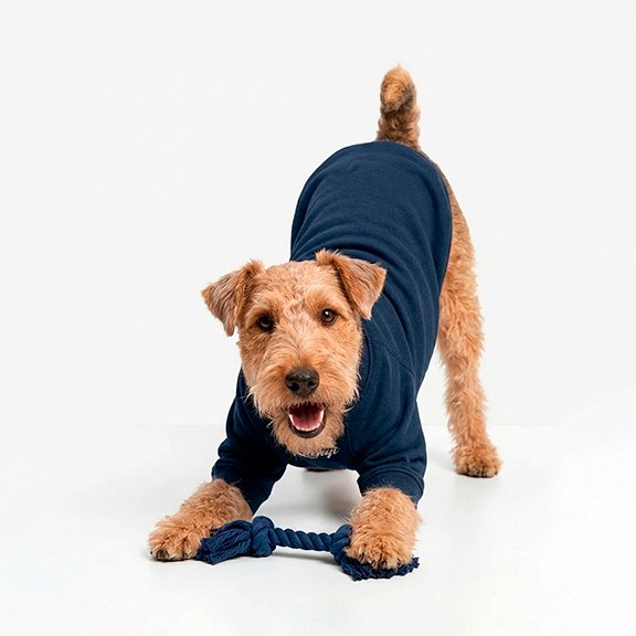 Saco Azul oscuro Mascota - Imagen 2